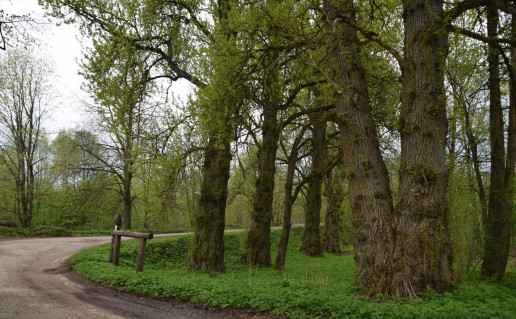 9_Penkios Bubių tuopos.jpg